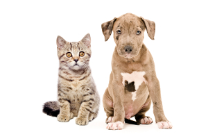 Pet medications